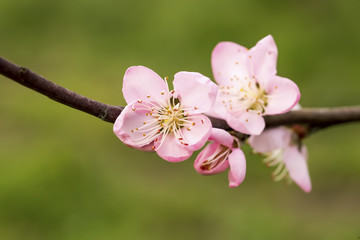 Peach tree flower