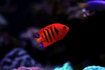 Naklejka na ściany i meble Flame Angelfish in reef tank