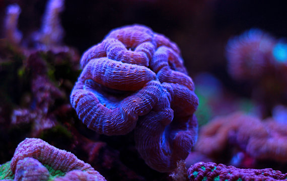 Open brain sp. coral in reef aquarium