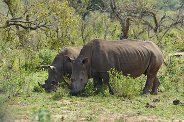 Two white rhinoceros or square-lipped rhinoceros (Ceratotherium simum) in Hluhluwe–iMfolozi Park, South Africa