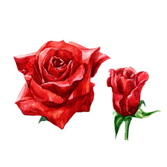 Red rose and Bud in watercolor isolated on white background.