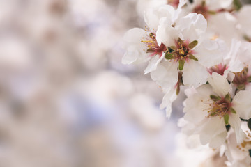Spring blooming. Pink almond blossoms closeup, blur background, copy space