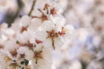 Spring blooming. Pink almond blossoms closeup, blur background, copy space