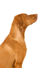 Magyar Vizsla sieht nach oben isoliert auf wei&szlig;em Grund
