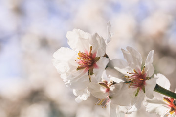 Spring blooming. Pink almond blossoms closeup, blur background, copy space