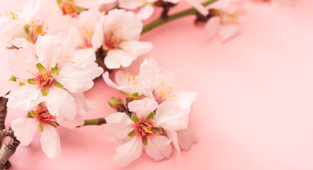Spring blooming. Almond blossoms on pink background, copy space