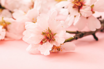 Spring blooming. Almond blossoms on pink background