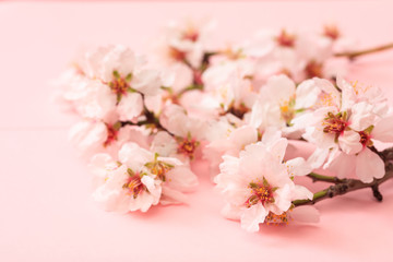 Spring blooming. Almond blossoms on pink background