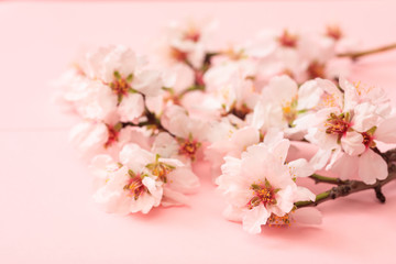 Naklejka premium Spring blooming. Almond blossoms on pink background