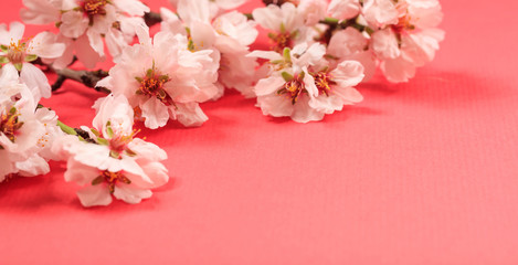 Spring blooming. Almond blossoms on pink background, banner, copy space