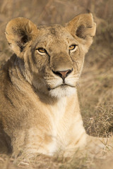 African Lioness Portrait