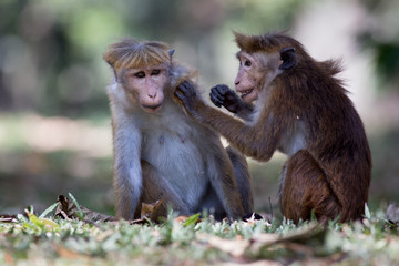 Young playful monkeys from Sri Lanka