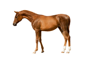 Fototapeta na wymiar Young chestnut horse