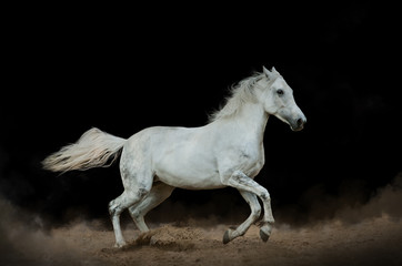 White horse in the dust over a black background