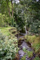 Forest Stream