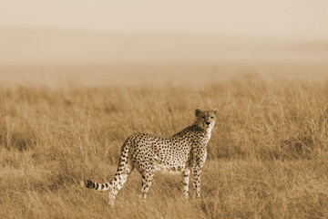 Cheetah in the savannah