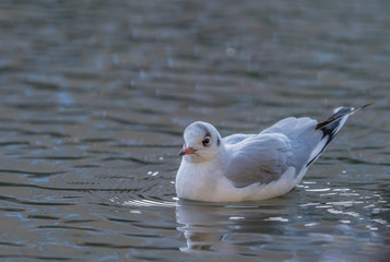 mewa śmieszka pływa po stawie, pojedynczy biało-szary ptak, jesienny widok