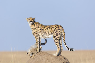 Cheetah on the mount with Cub