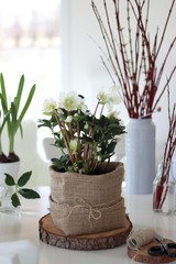 Helleborus Niger - ciemiernik  © Bydlinska