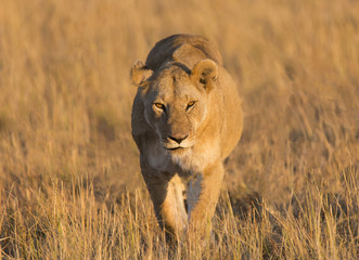 African Lioness Looking Straight Walking
