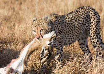 Cheetah Kill © Nilesh
