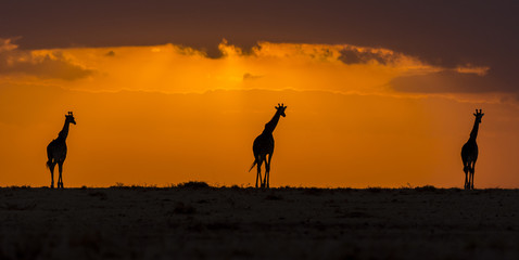 Fototapeta na wymiar Giraffes walking in Sunset