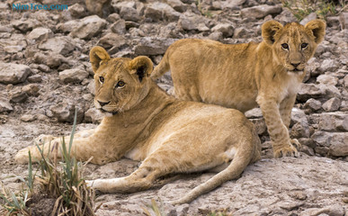 Lion Cubs