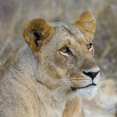Lioness Closeup 