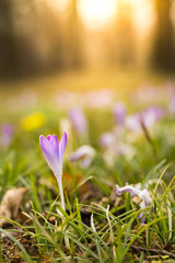 Close-up of crocus at sunset