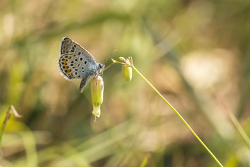 Close up of the silver-studded blue butterfly Plebejus argus resting in a meadow