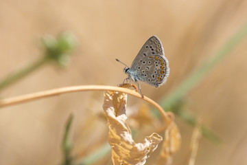 Common Blue butterfly, Polyommatus icarus