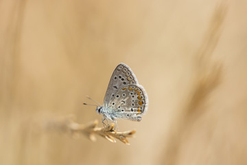 Common Blue butterfly, Polyommatus icarus