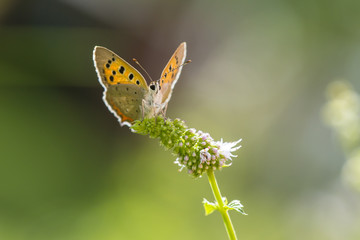 Small or common copper butterfly lycaena phlaeas closeup