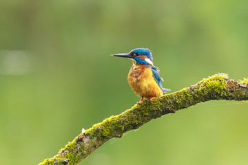 Close up of a Kingfisher Alcedo atthis
