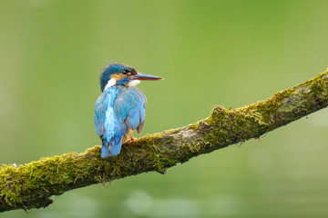 Close up of a Kingfisher Alcedo atthis