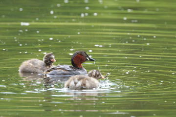 Little grebe Tachybaptus ruficollis feeding chicks