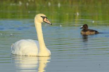 Mute swan, Cygnus olor