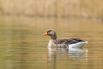 Greylag goose Anser anser swimming