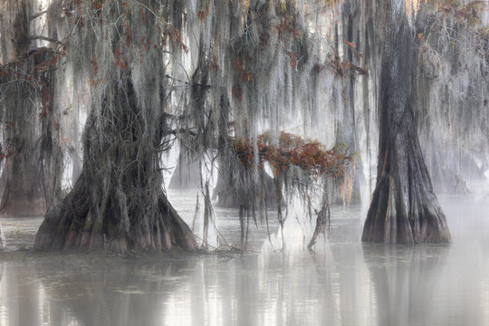 Bald cypresses (Taxodium distichum); Lake Martin, Breaux Bridge, Atchafalaya Basin, Southern United States, USA; North America - Powered by Adobe