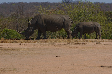 Fototapeta premium Two white rhinoceros or square-lipped rhinoceros (Ceratotherium simum) in Kruger Park, South Africa