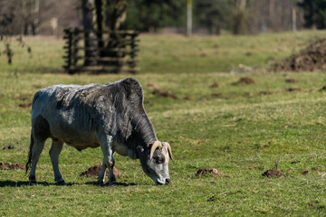 Zebu Cattle Eating