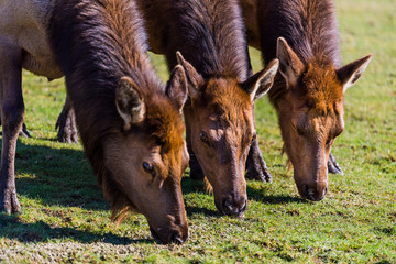 Female American Elks Eating