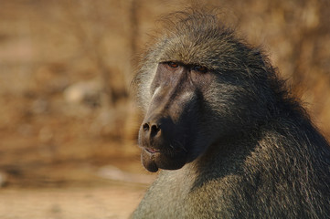Portait of a Chacma Baboons (Papio ursinus) sitting on the ground at the edge of the bush, Kruger National Park, South Africa. 