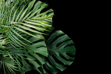 Tropical leaves Monstera philodendron, fern and palm leaves ornamental foliage plants flora...