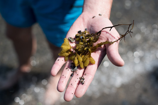 Hand holding seaweed