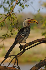 A southern yellow-billed hornbill (Tockus leucomelas) resting on a tree in Kruger National Park, South Africa.