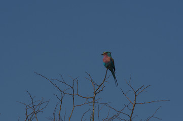 A lilac-breasted roller (Coracias caudatus) resting on a branch in Kruger National Park, South Africa