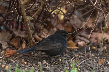 single blackbird walking on the ground, closeup, mały ciemnobrązowy ptak, kos stoi na ziemi, tło...