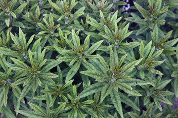 Background of  plants with green leaves