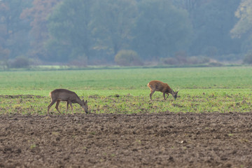 sarna, kozioł spacerują po polu, poranek zimowy, zielone  zaorane pole © Ewa Cierniak
